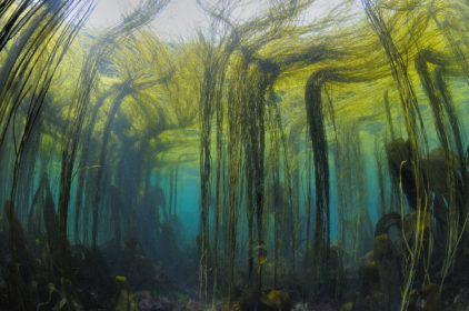 Algues-Marine-Bamboo
